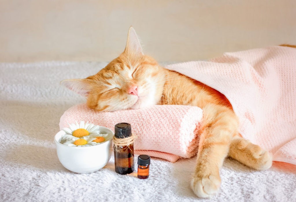 Quelle est la formation et le salaire d’un naturopathe animalier ? 